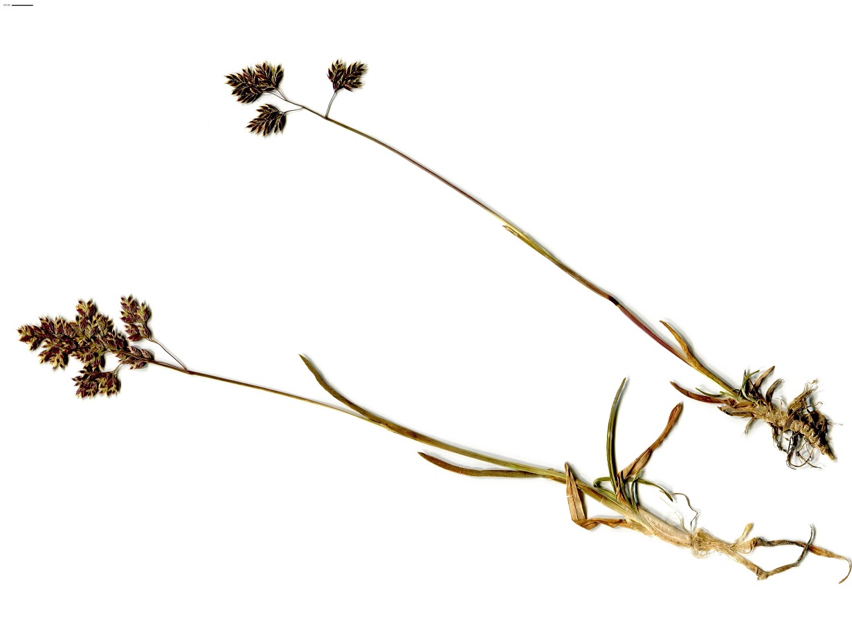 Poa supina (Poaceae)